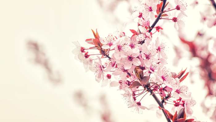 小説「葉桜の季節に君を想うということ」歌野晶午ネタバレ感想